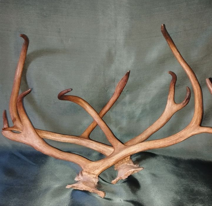 Рога северного оленя, натуральные