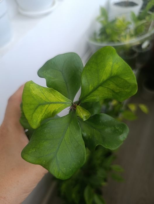 Продам сортовые фикусы