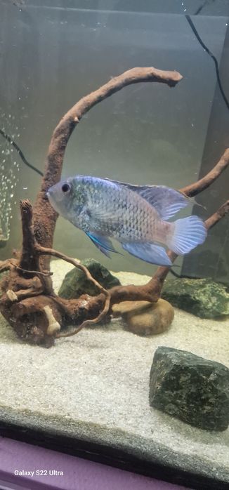 Pesti acvariu electric blue acara