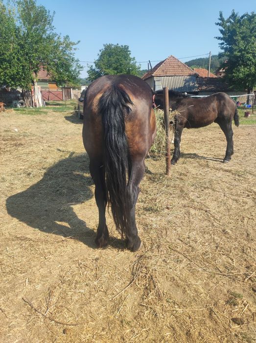 vand sau schimb iapa de 8 ani de ungaria cu manz si gestanta