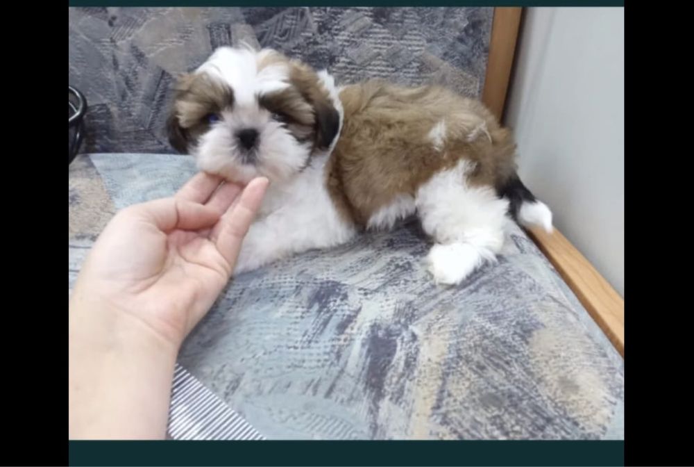 Шитцу щенки. Ши-тцу