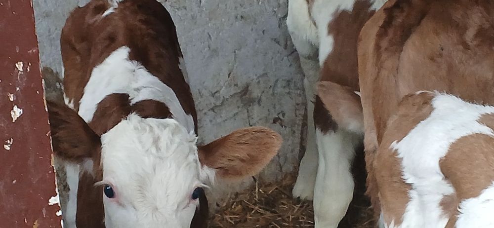 Vitei taurasi si vitele baltata si belgian angus