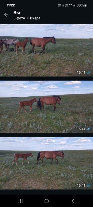Кобыла с жеребенком