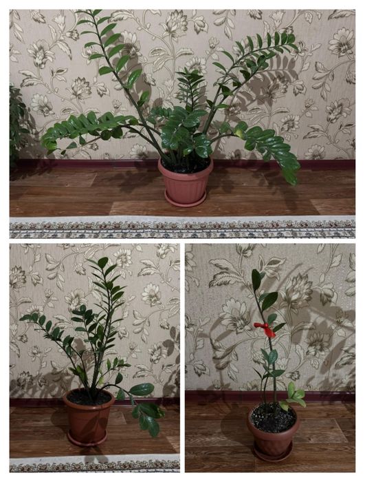 Комнатные растения