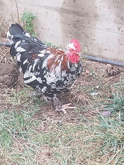 Cocoși de vanzare.