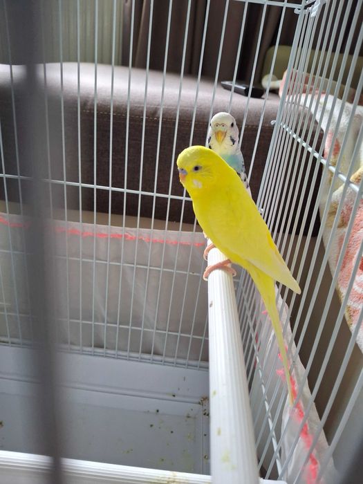 Две вълнисти папагалчета с голяма клетка и пълно оборудване