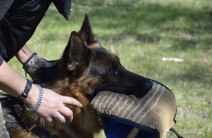 Предлагаются щенки Немецкой овчарки