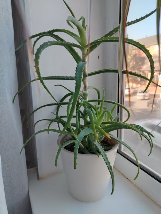 Продам алоэ Вера