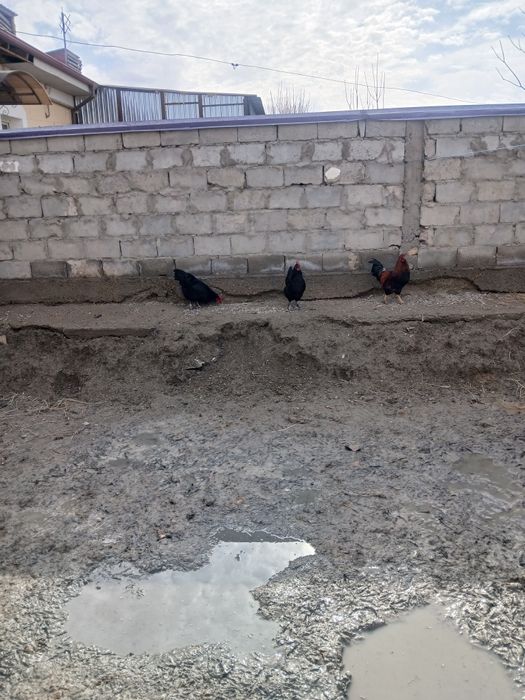 Qora tovug'lar sotiladi tuxum tug'adi narxi 150 ming donasi