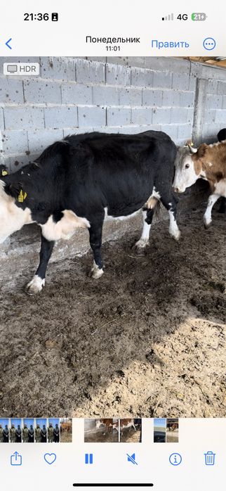 Сиыр сатылады 11 бас