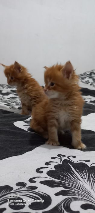 Мейн кун продажа