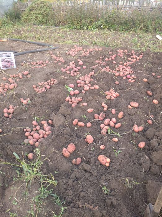 Продается домашняя картошка