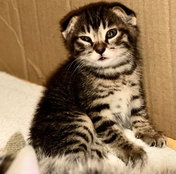 Вислоухие котята