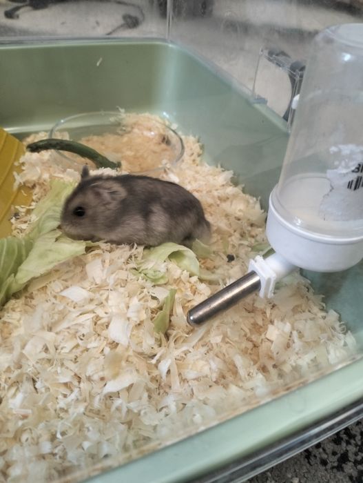Hamsteri jucăuși