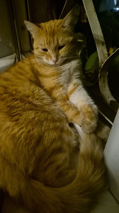 Отдам в хорошие руки