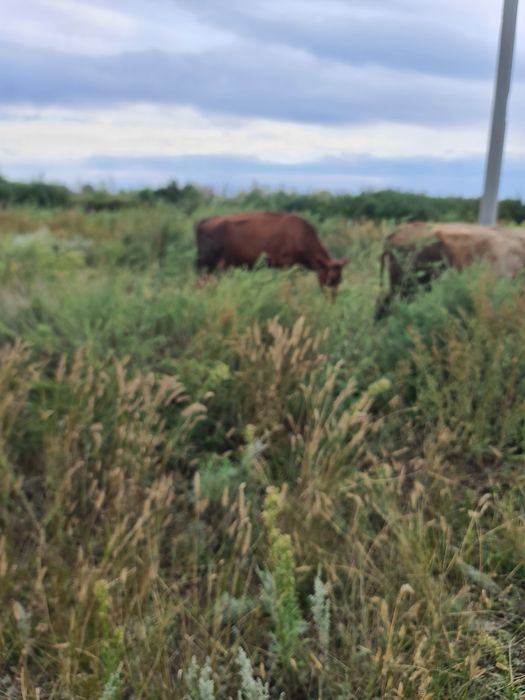 Продам коров молочных