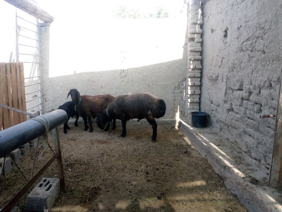 Куй кучкор сотилади