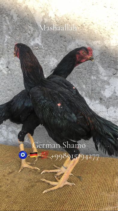 О Шамо апрелский хурозлар сотилади