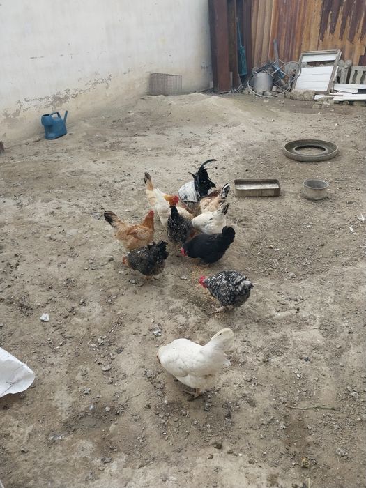 Продам домашних кур