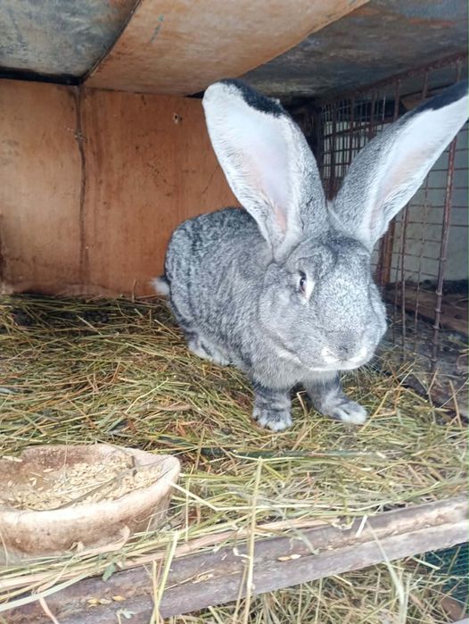 Vand iepuroi sau schimb!