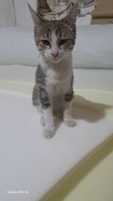 Faqat reaniy oladiganlaga