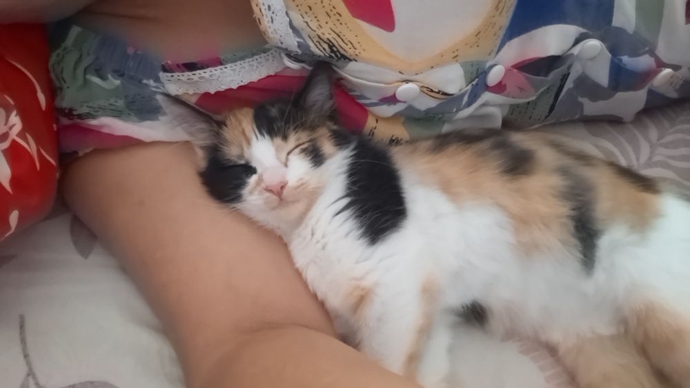Котенок бесплатно отдам