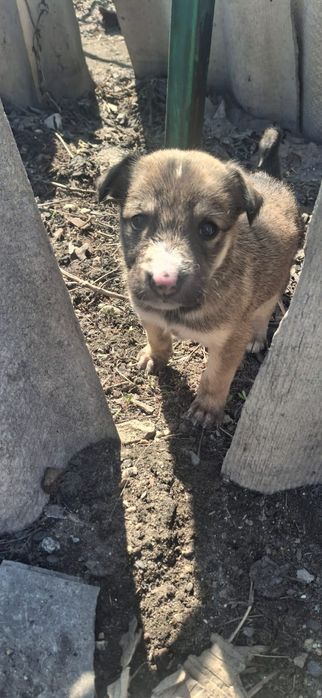 Щенки ищут дом, домашнии