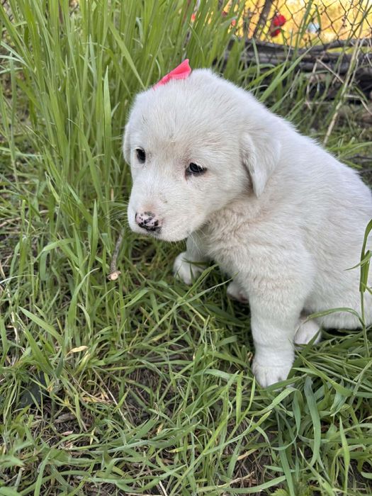 Малки кученца си търсят дом