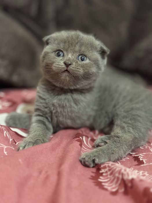 Мушукчалар сотилади зоттор аклли