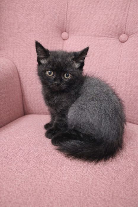 Котенок, 2 месяца ищет семью