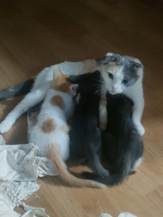 Отдам котенка в хорошие руки