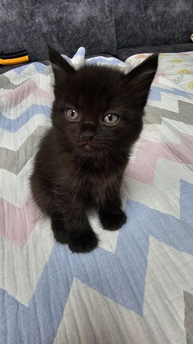 Котята бесплатно