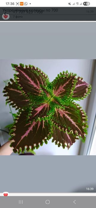 Комнатные растения