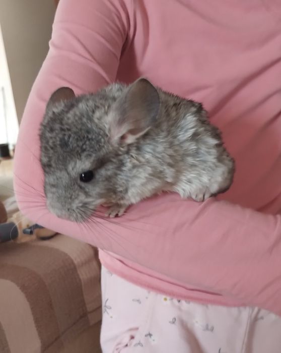 Vând doi pui de chinchilla și doi adulti