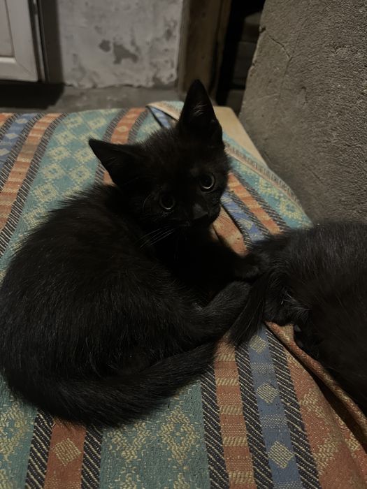 отдам котёнка, мальчик ему 1 месяц