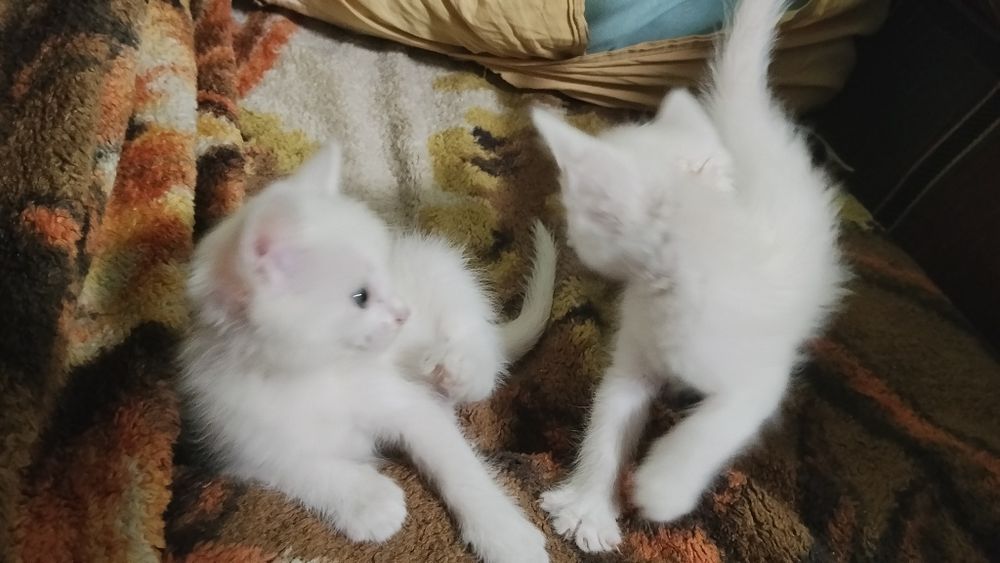 Отдам котиков даром