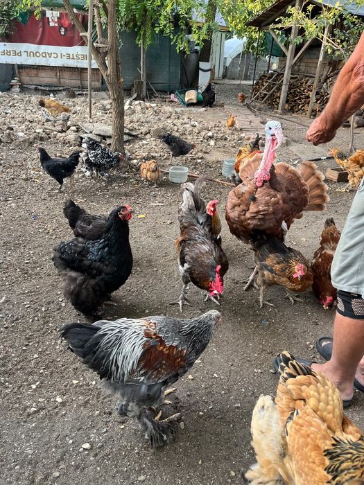 Găini și Cocoși Brahma + Australorp – Exemplare foarte frumoase