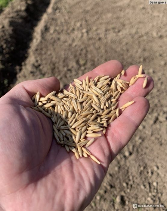 Продам ОВЕС низкая ЦЕНА СУЛУ