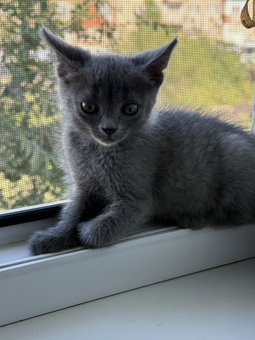 Котенок мальчик в добрые руки