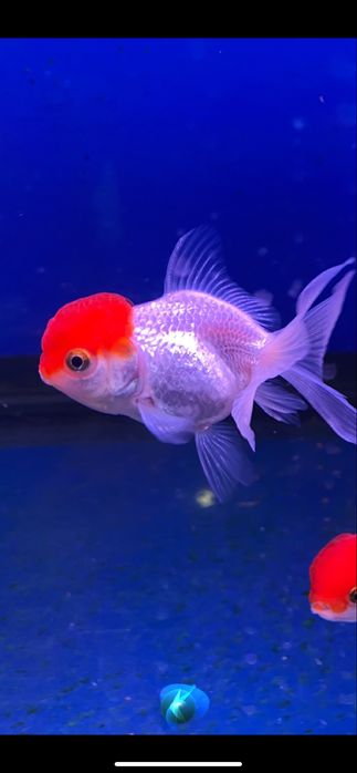 Продаю золотых рыбок