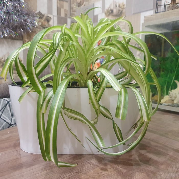 Продам цветок хлорофитум