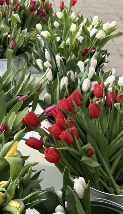 Тюльпаны до 5 марта 800тг за штуку!