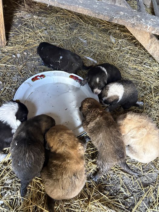 щенята отдам бесплатно