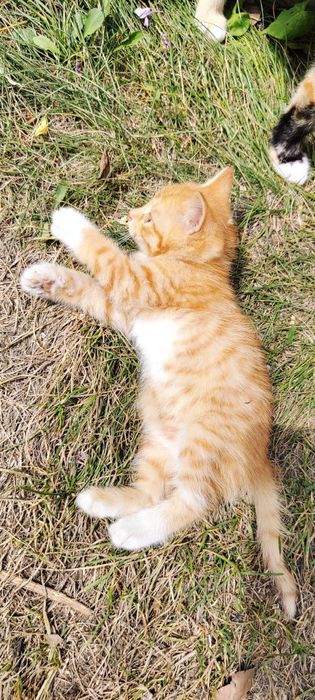 Отдам  рыжего котёнка