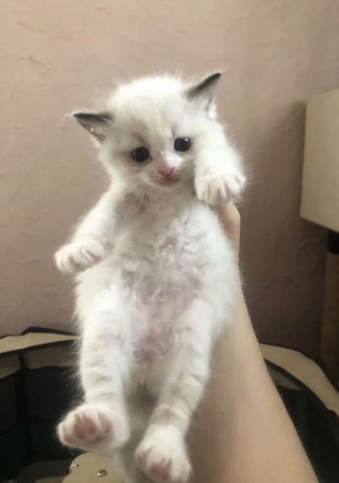 продаются сиамские котята