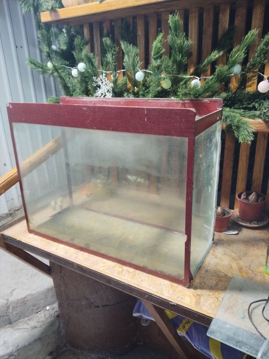 Аквариумистика животные