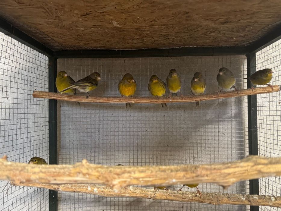 Vând diverși papagali