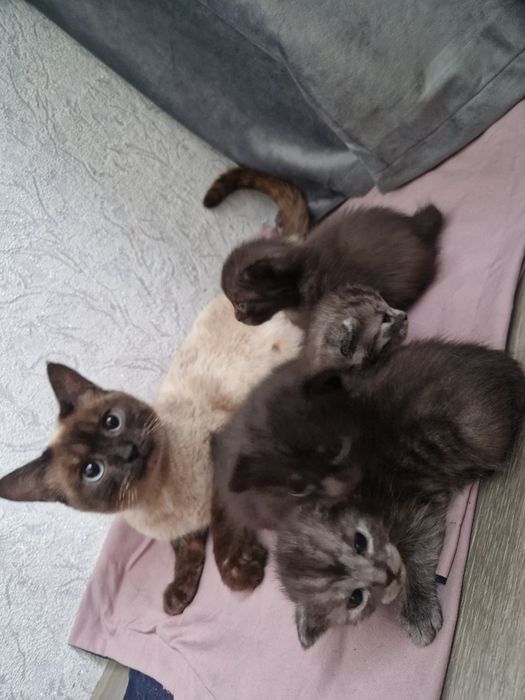 Отдам котят в добрые руки