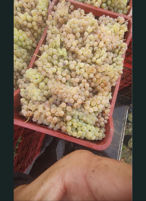 Struguri de vin toate soiurile