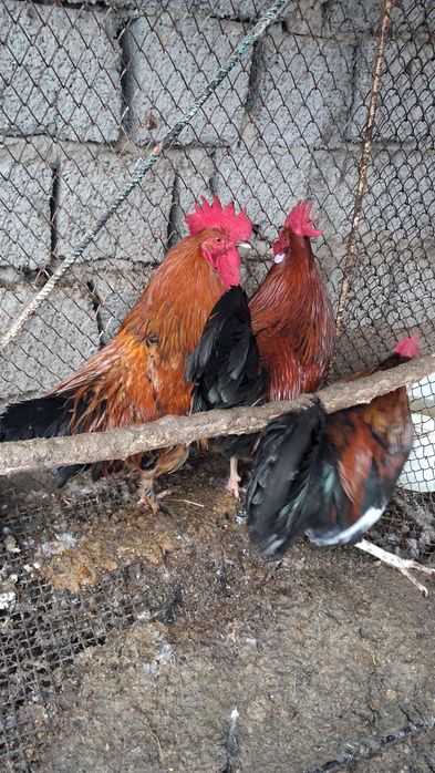 Xõroz Damashni Sotiladi